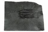 Rare, Cybele Wohermani Trilobite - Slemestadt, Norway #181847-1